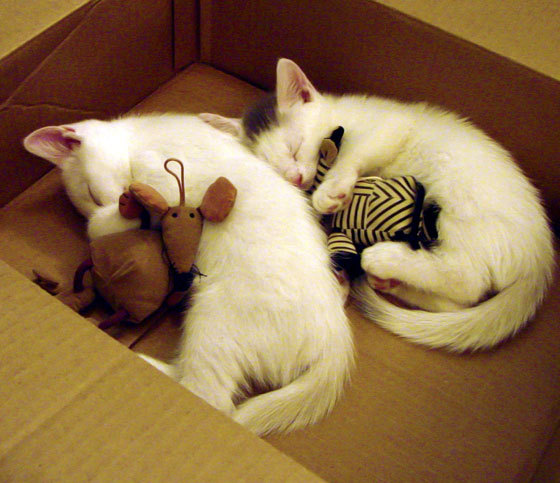 蔚山之夜，太极虎战术绞杀银河战舰，巴雷拉一箭定江山