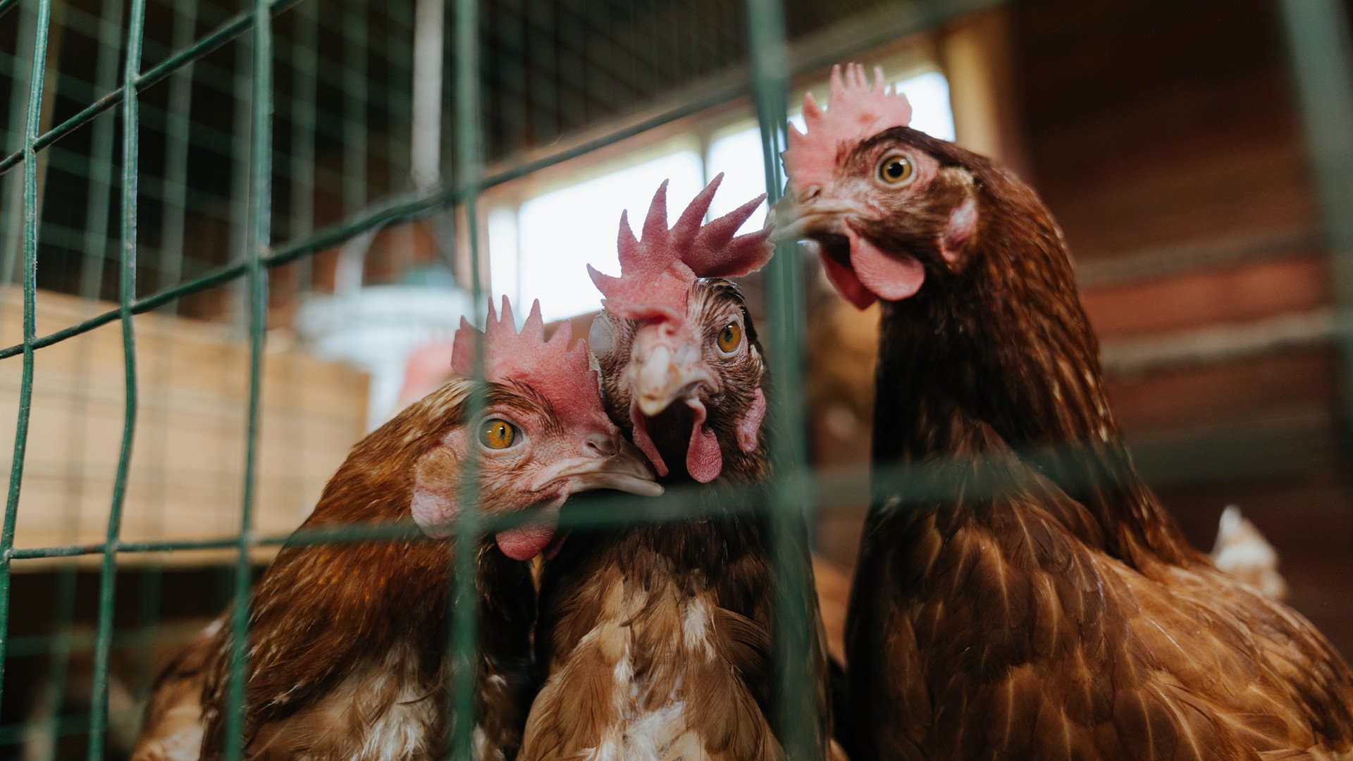 跨界救赎，当孔德身披巴萨战袍迎战祖国比利时，防线磐石如何定义关键战