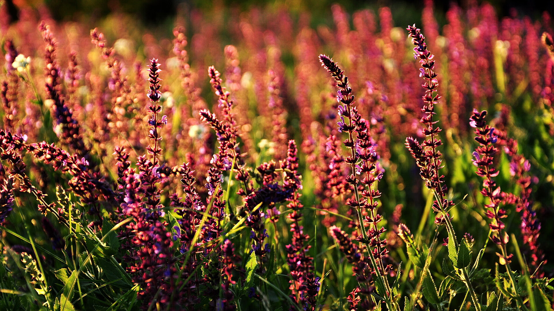 时空折叠的绿茵，当塞内加尔的狂想曲遭遇哥伦比亚的黄金探戈，贝林厄姆在缝隙中点亮星辰