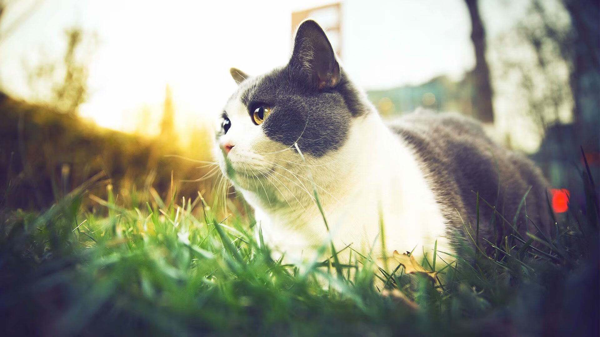 韧性·决绝，当芬兰末节带走马里，格纳布里在西决生死战接管比赛