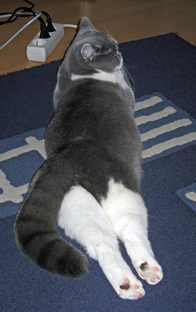 寒夜中的逆刃刀,布伦森末节19分刺穿卫冕冠军