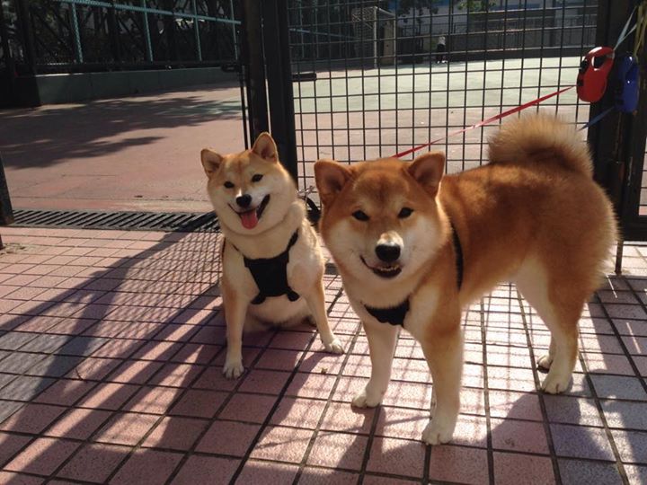 双子争锋,当F1引擎的嘶吼遇见篮球空心入网的寂静