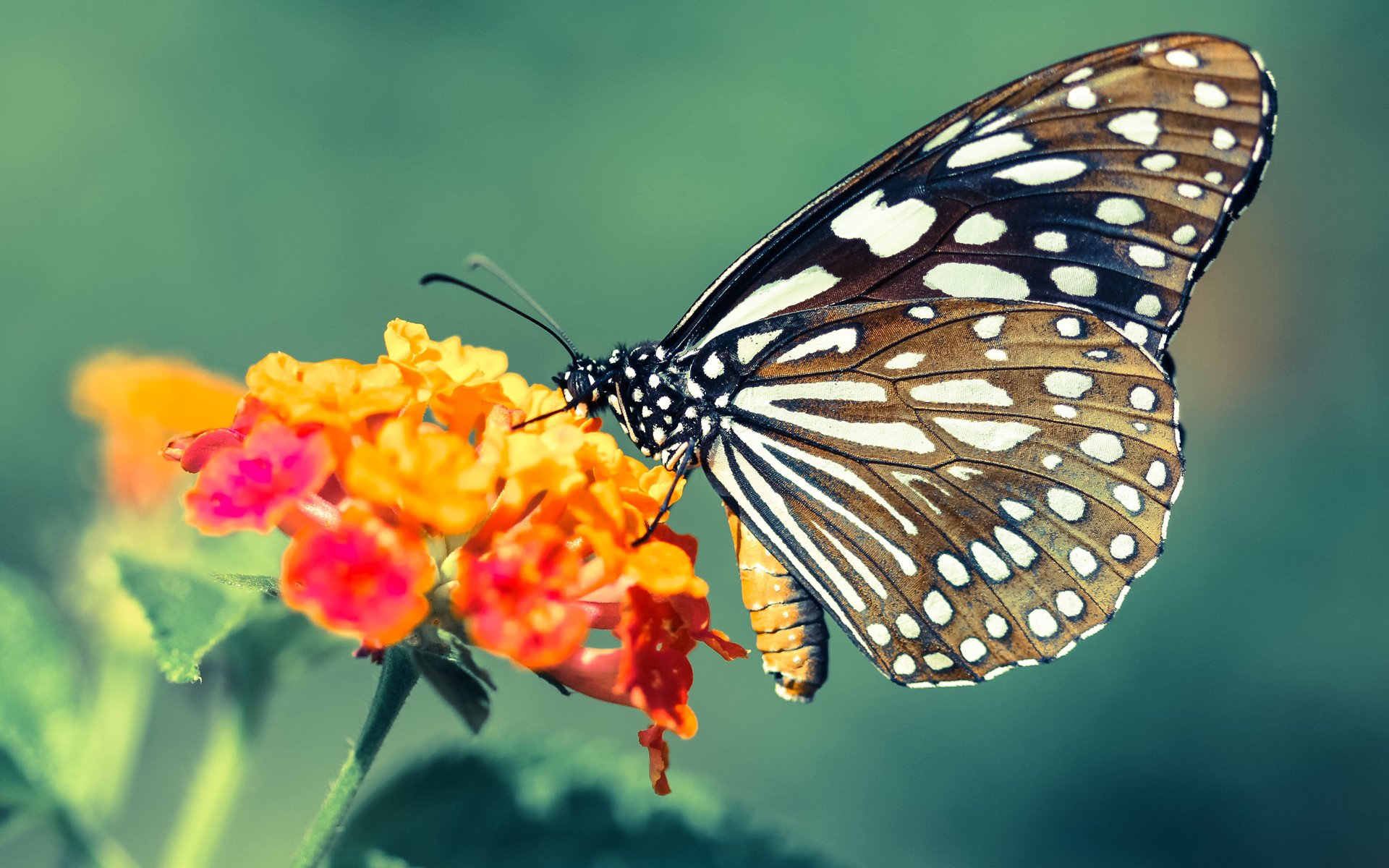 绿茵场上的勇士哲学,从欧冠半决赛看战术压制之道