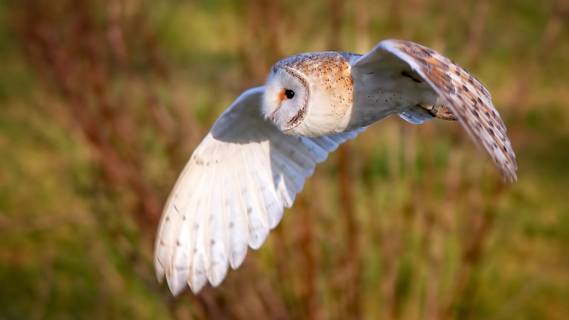 致命一击！哈登化身末节死神，猛龙险胜辽宁锁定生死战