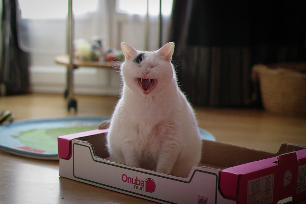 铁闸阿劳霍时空错位，平行世界里英格兰靠外人稳稳拿下美国