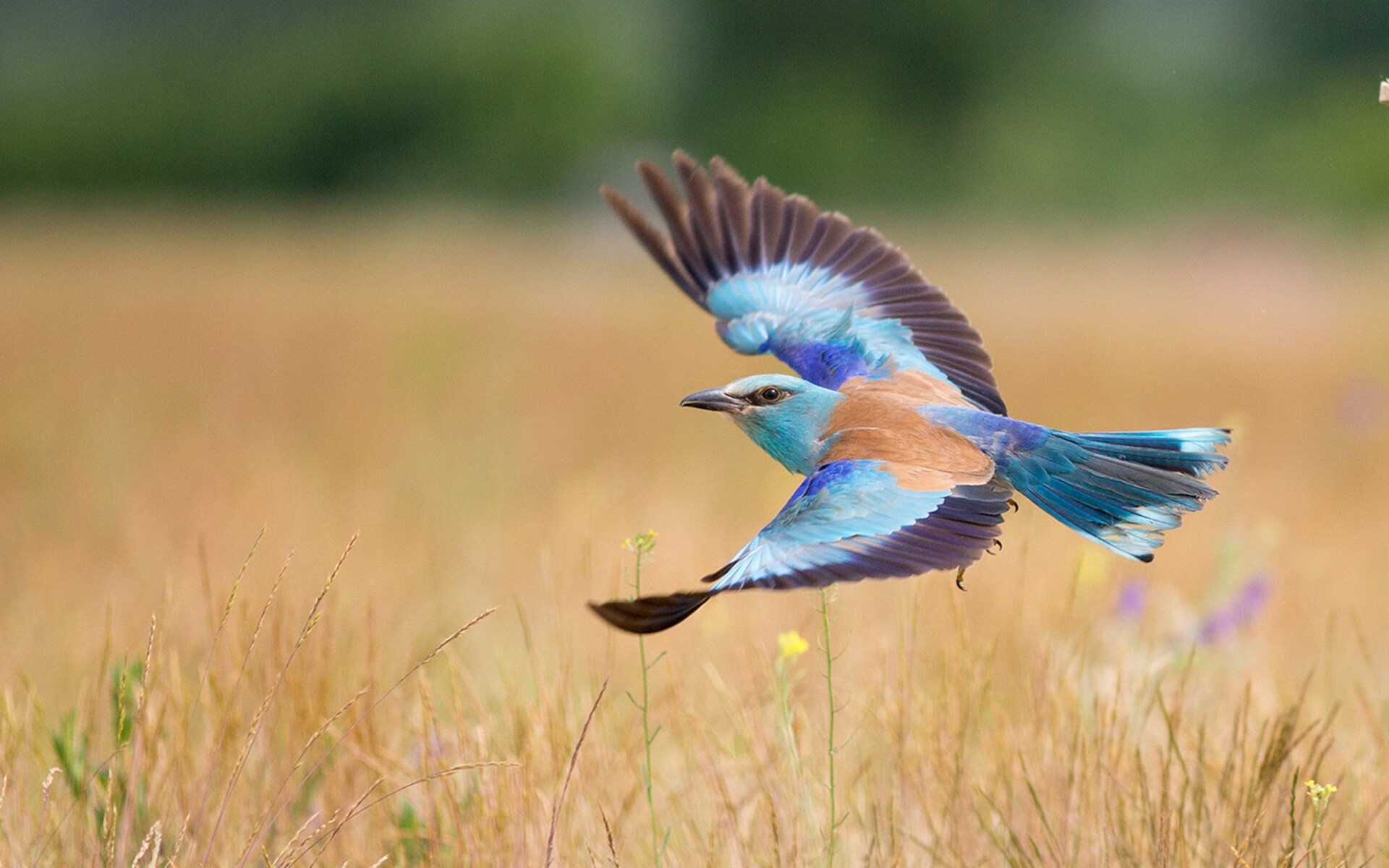 节奏大师的沙盘游戏,约基奇如何用独有韵律导演新疆队巅峰对决胜利