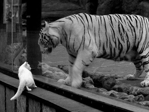 破壁者格列兹曼,一剑穿云,葡萄牙击碎那不勒斯铁壁