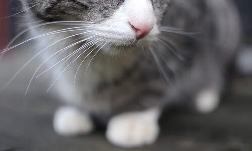 当欧冠决赛之夜成为丰碑,贝恩正是为此刻而生的巨人