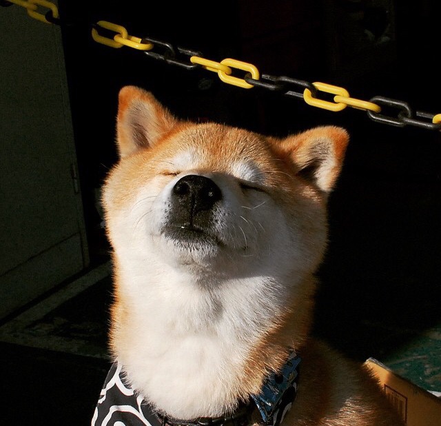 铁骑碾碎汽车城，武切维奇攻防统治，让比赛首节即入垃圾时间