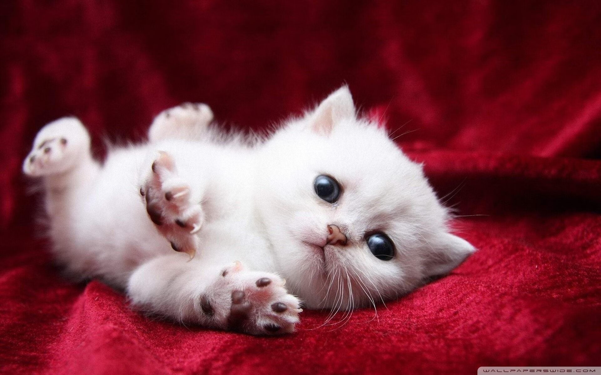 当橙衣压境蓝白，他独自举起皇冠