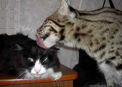 凯塞多，决胜盘的民族心跳