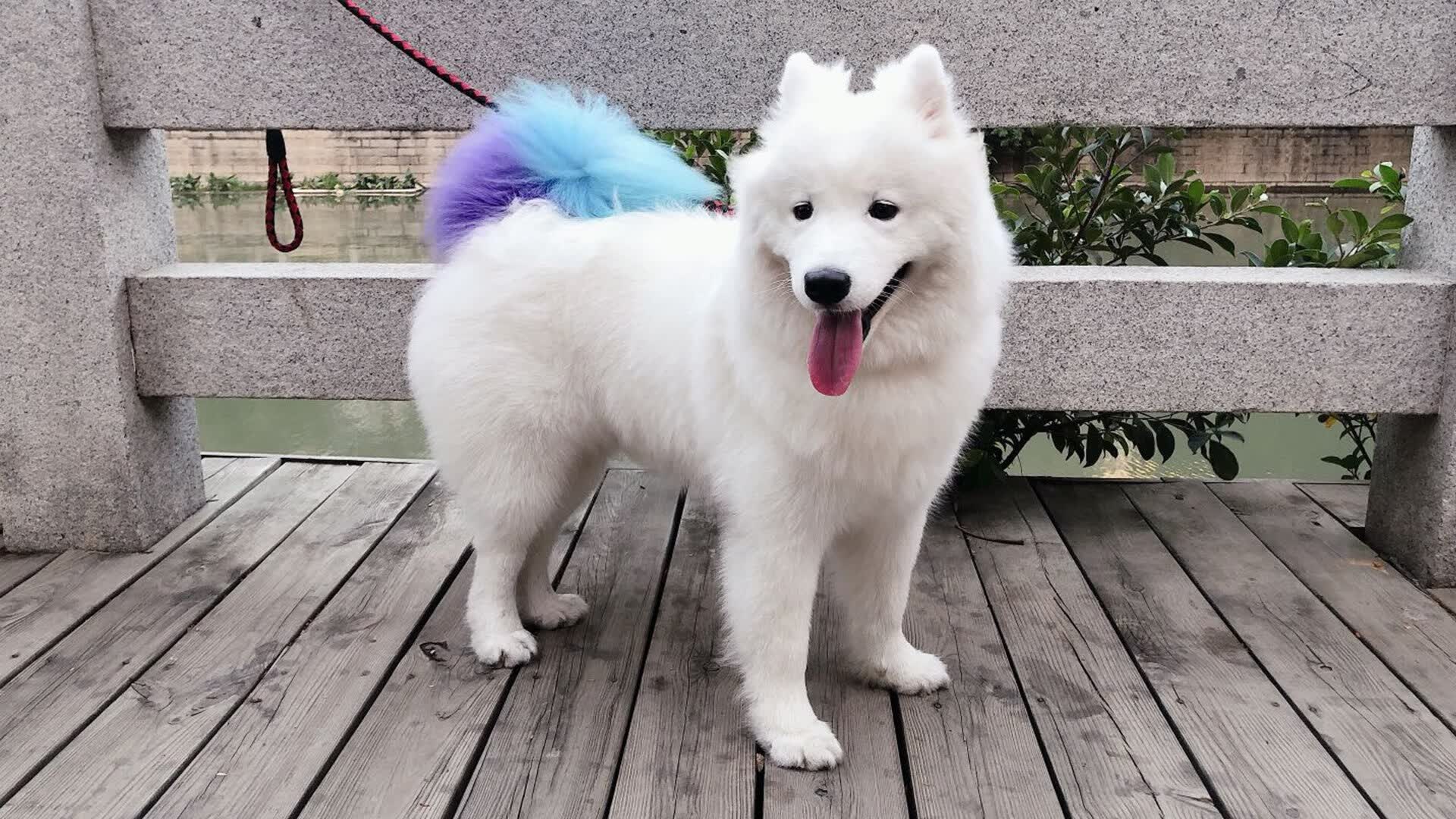 塔图姆的阴影，当黄蜂对阵奇才的悬念提前消散