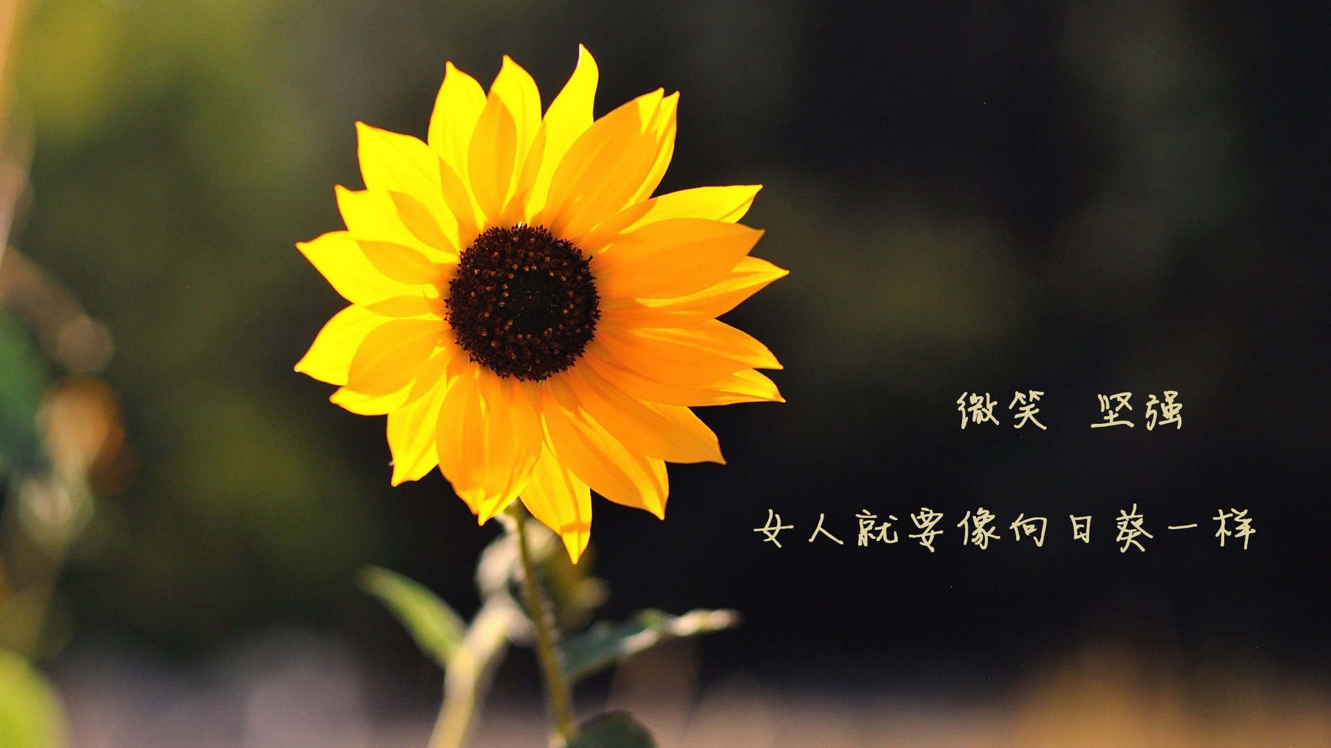 雷恩之城·枫叶之盾,C罗关键战从不手软
