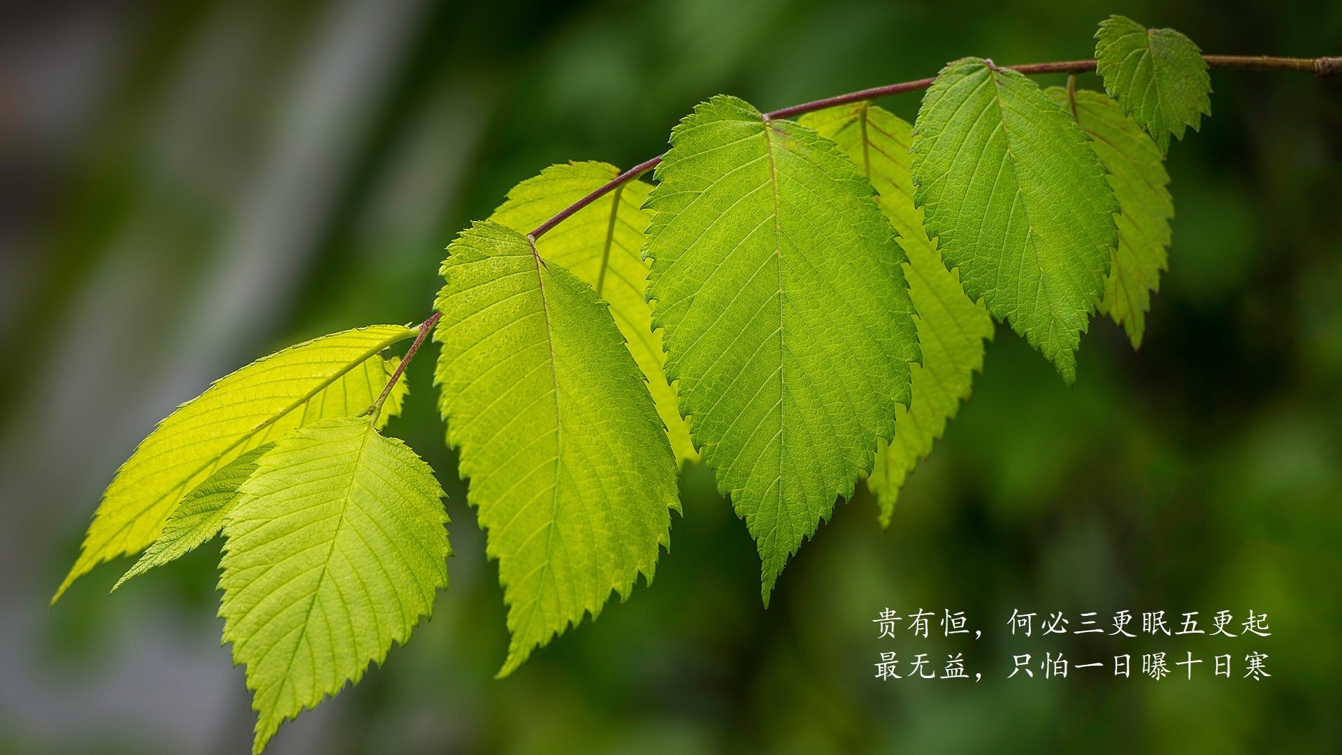 布罗佐维奇,孤独的织网者,2026世界杯G组一场一人成军的失败美学