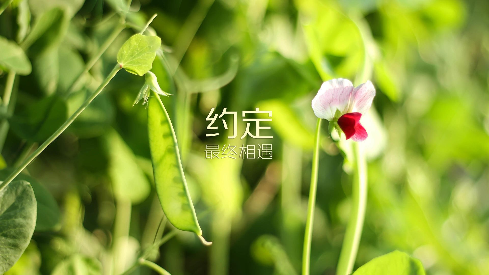 不朽之夜,2026,费利克斯与西班牙在绝境中铸就的唯一神迹
